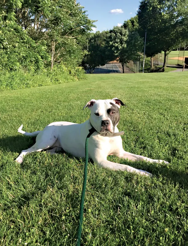 Transforming Veterinary Oncology: How AI-Supported Digital Cytology is Revolutionizing Early Lump and Bump Diagnostics