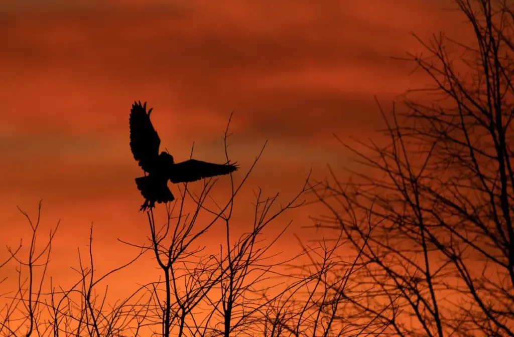 Whispers in the Dark: Unravelling the Legend of the Stikini and Indigenous Perspectives on the Owl