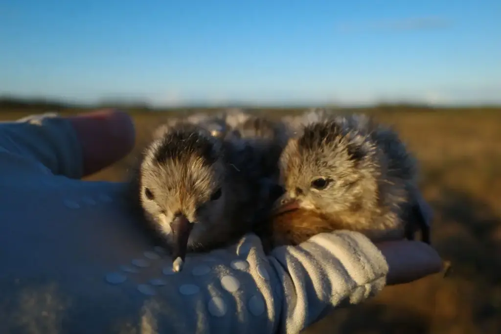 Wings Over Cook Inlet: A Critical Turning Point for Alaska’s Bog-Dwelling Shorebirds
