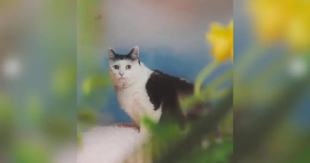A Beacon of Resilience: How One Senior Rescue Cat’s Cancer Battle Inspired a Community Movement and Educational Crusade