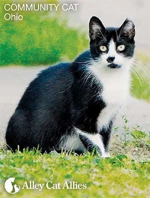 A Turning Point for Community Cats: How Advocacy and Policy Are Reshaping Animal Welfare Across the United States