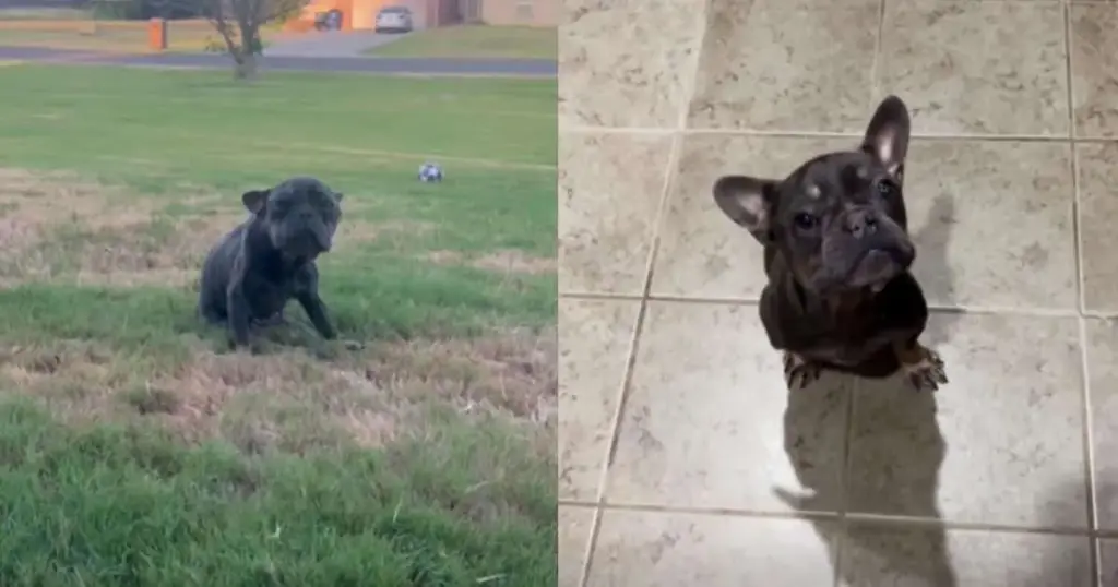 Against All Odds: How a Shot, Starved, and Discarded French Bulldog is Rewriting the Limits of Canine Survival