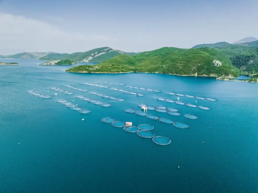 AI-Driven Aquaculture Innovator Cadoma Sets Sights on Global Expansion, Targeting China as the Ultimate Launchpad