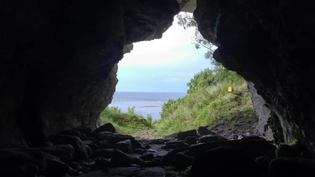 Ancient Coexistence: How Prehistoric Island Wolves Are Rewriting the Human-Canine Narrative