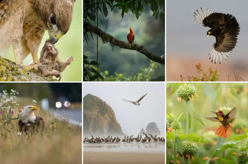 Avian Splendor in Focus: Inside the 2026 Audubon Photography Awards Honorable Mentions