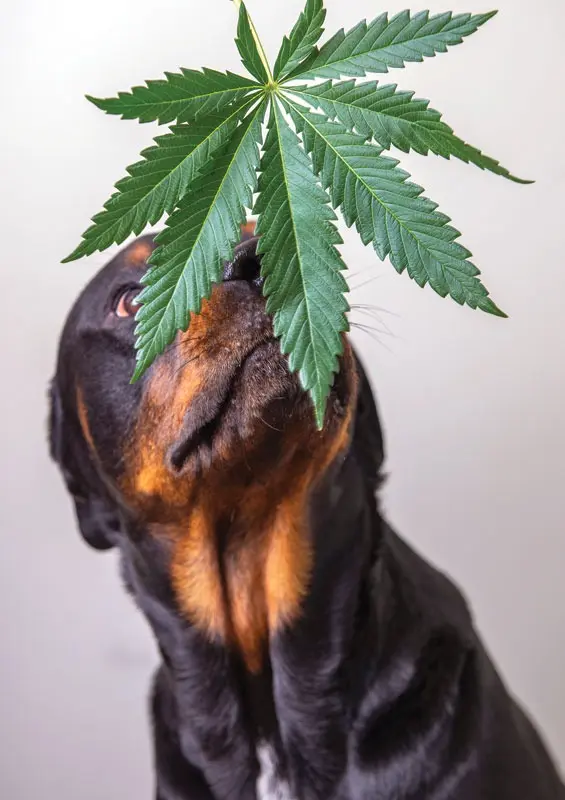 Beyond CBD and THC: The Rise of Cannabigerol (CBG) in Veterinary and Human Medicine