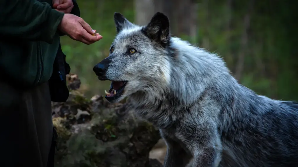 Beyond "Man’s Best Friend": How 15,000 Years of Co-Evolution Forged the Ultimate Inter-Species Partnership