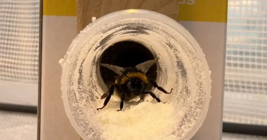 Beyond Pollination: How Bumblebees Are Being Deployed as Living Crop Protectors Against Bacterial Plant Disease