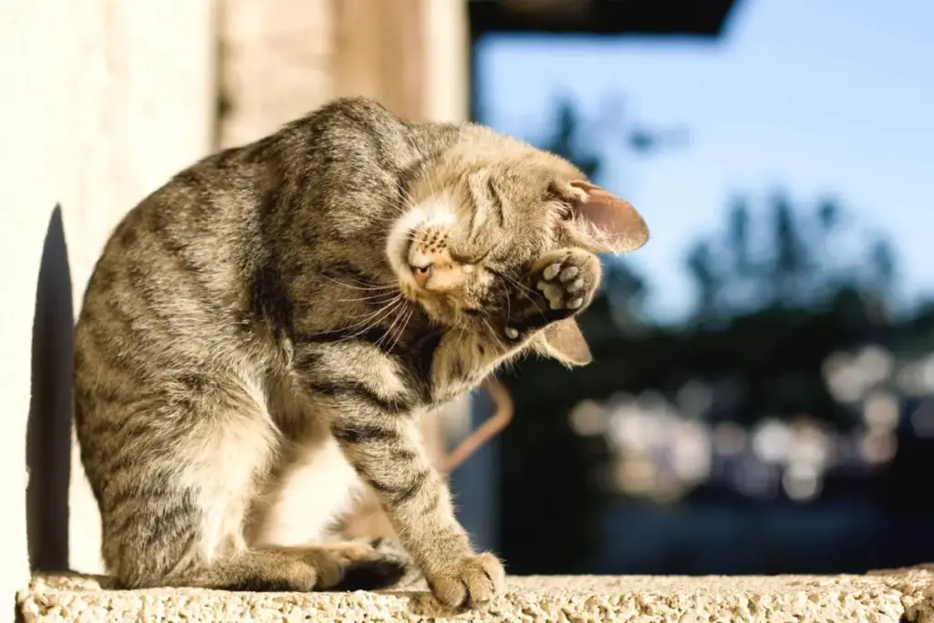 Beyond the Aloof Facade: Decoding the Complex Emotional World and Separation Responses of Domestic Felines
