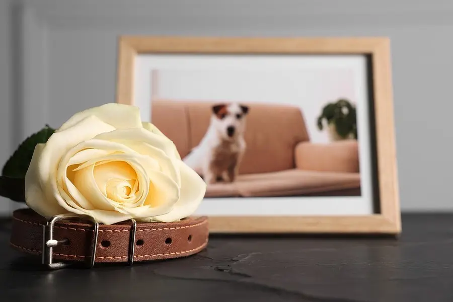 Beyond the Exam Room: Bridging the End-of-Life Support Gap for Grieving Pet Owners