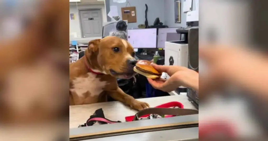 Beyond the Kennel: How a Single Act of Food Enrichment Sparked a 100% Adoption Success Rate at Conway Animal Services