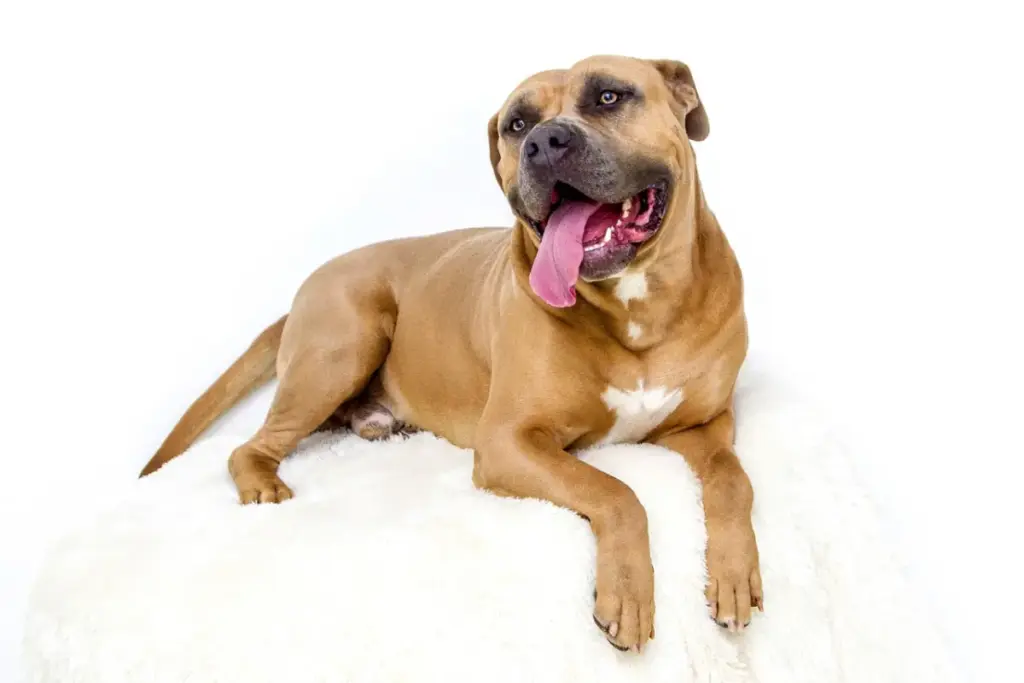 Beyond the Muscle: Dissecting the Divergent Realities of the American Bulldog and the American Pit Bull Terrier