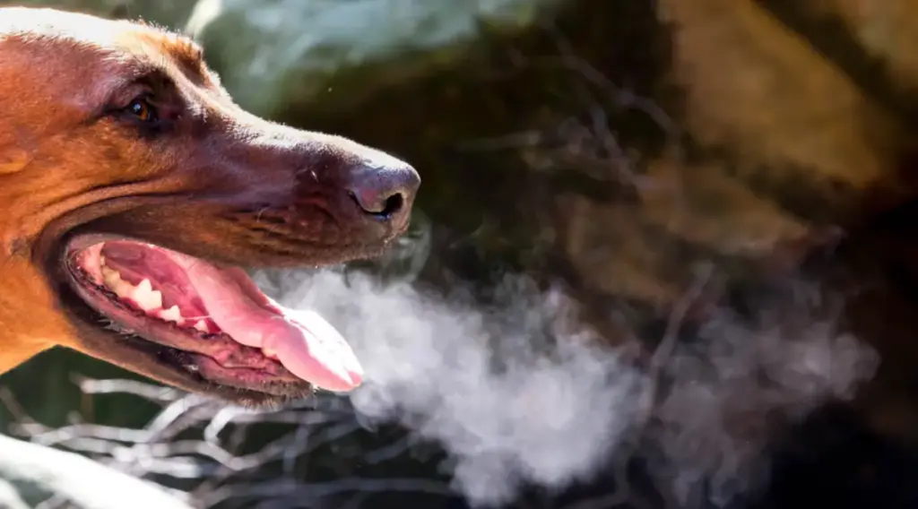 Beyond the Odor: How Canine Halitosis Serves as a Critical Diagnostic Marker for Systemic Disease