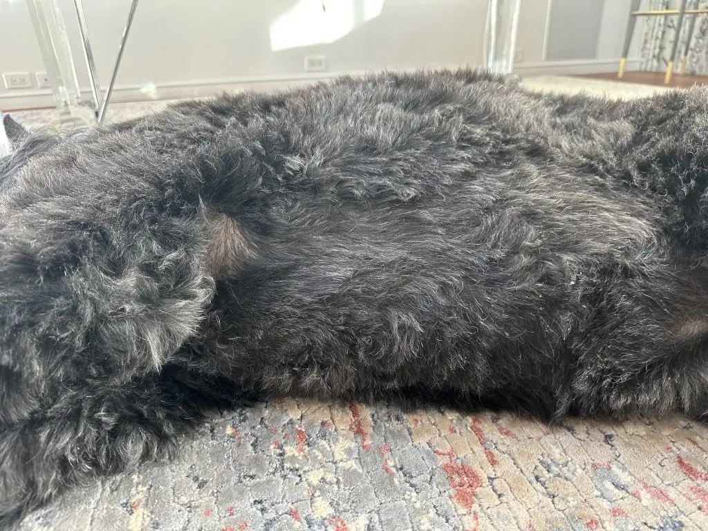 Beyond the Surface: A Paradigm Shift in Veterinary Dermatology and Chronic Pet Skin Disease