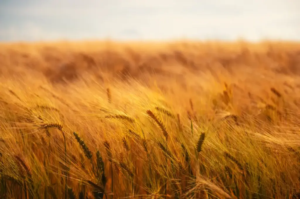 Brewing Momentum: How Asian Beer Trends and Regulatory Shifts are Shaping Australia’s Malt Barley Trade