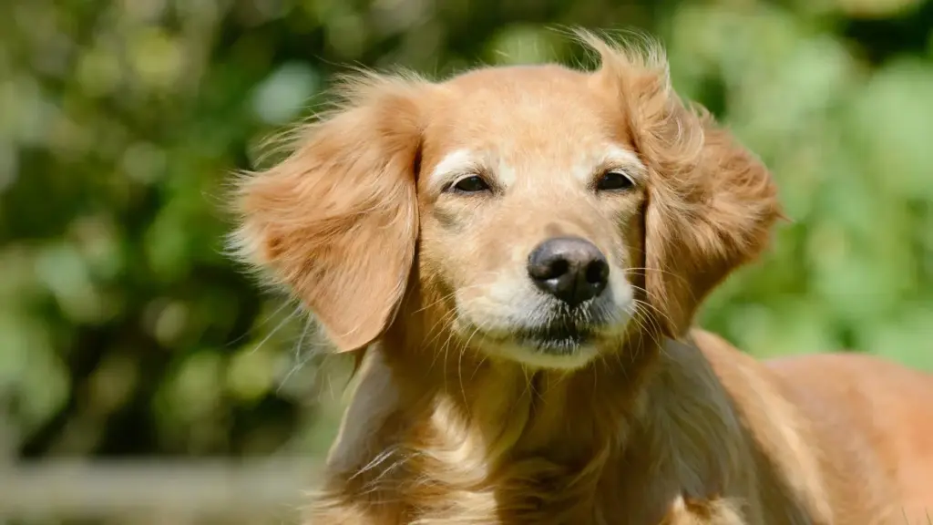 Bridging Man and Best Friend: Groundbreaking Research Reveals Shared Biological Aging Patterns in Dogs and Humans
