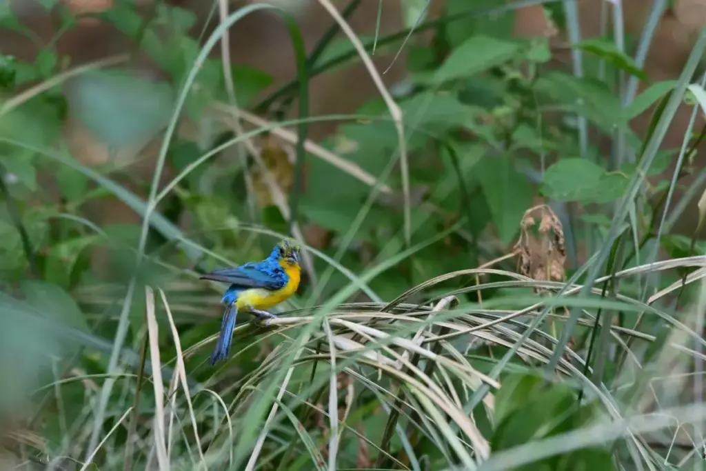 Bridging Mountains and Coast: How Communities in Central Mexico Are Transforming Conservation Through Birdwatching Tourism