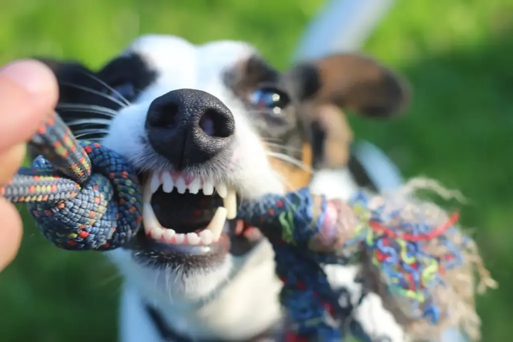 Canine Dental Health: An Investigative Report on Dog Teeth, Development, and Lifelong Oral Care