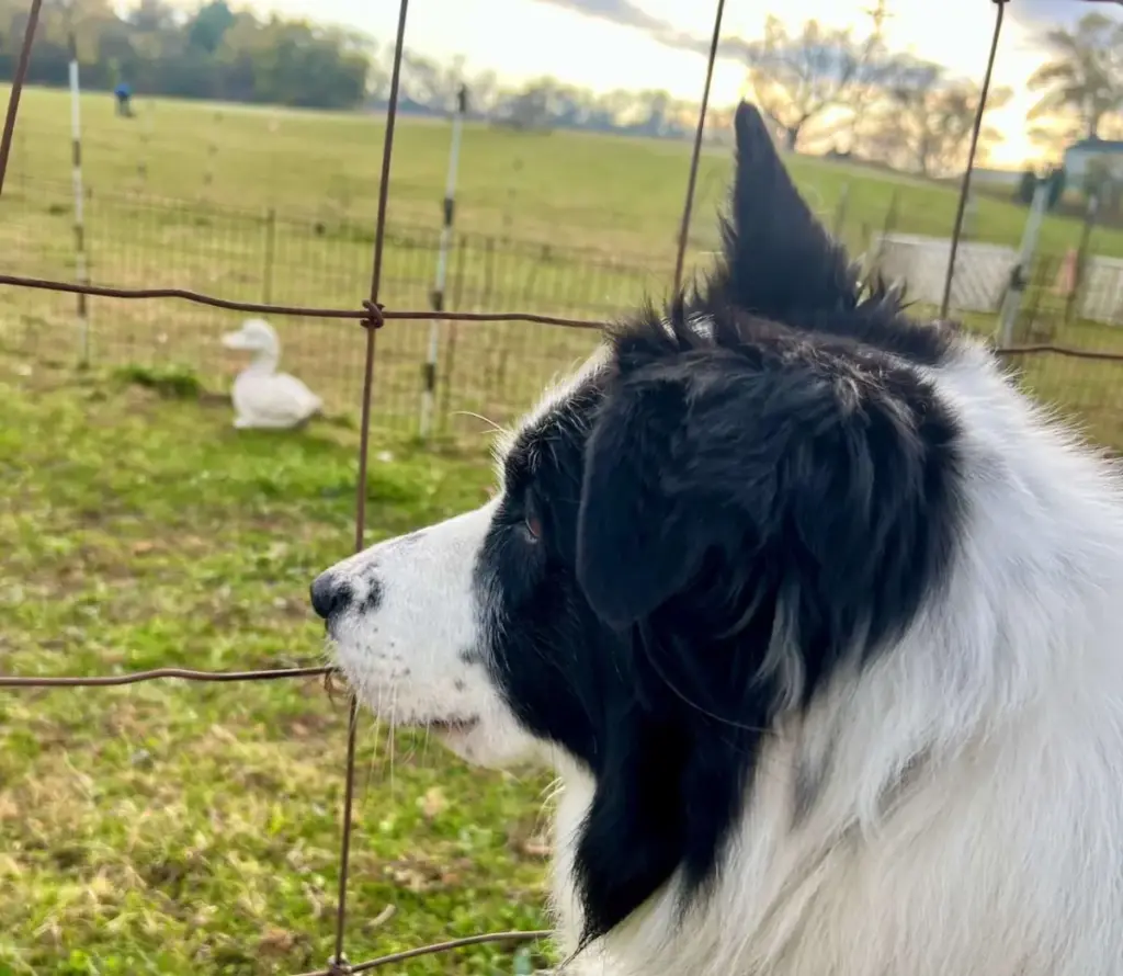 Canine Health, Herding Trials, and Community: A Weekend at Stocktoberfest 2025