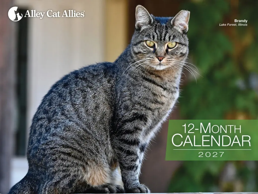 Celebrating Feline Advocacy: The Launch of the Alley Cat Allies 2027 Calendar and the Ongoing Mission to Protect Cats Worldwide