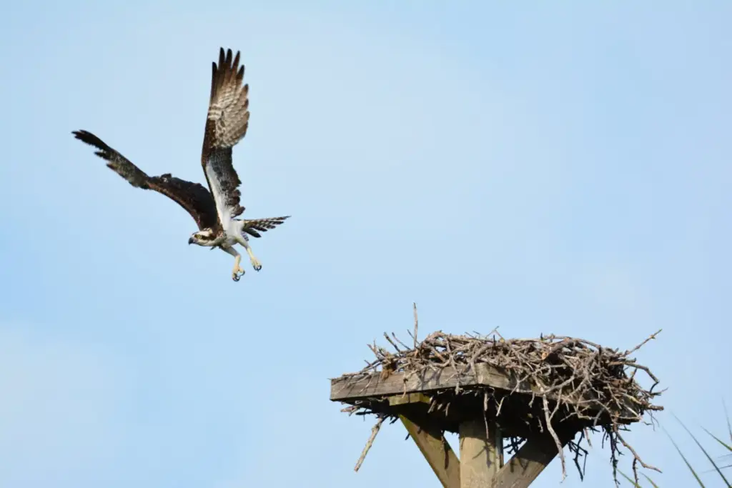 Celebrating Stewardship and Community: Inside the Regional Latino Conservation Week at Sunken Meadow State Park