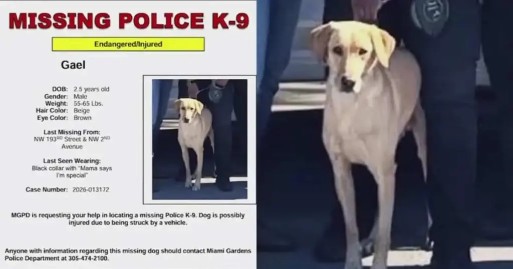 Community Mobilization and Tactical Search End in Safe Recovery of Missing Miami Gardens Police K-9 Gael