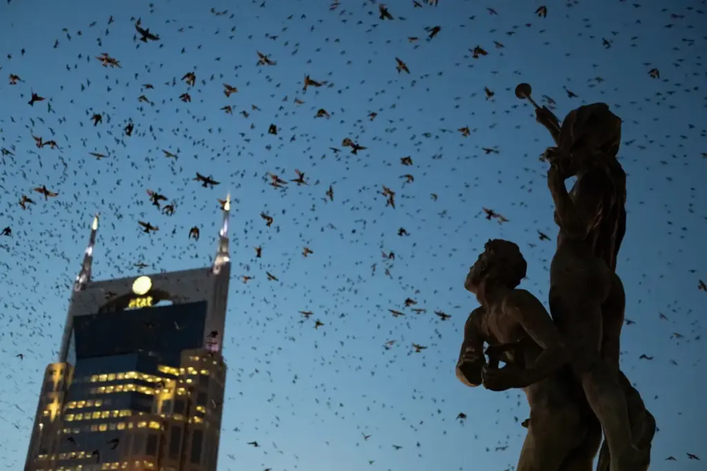 Concrete Jungles as Skyways: Groundbreaking Study Reveals Millions of Migrating Birds Rely on Urban America