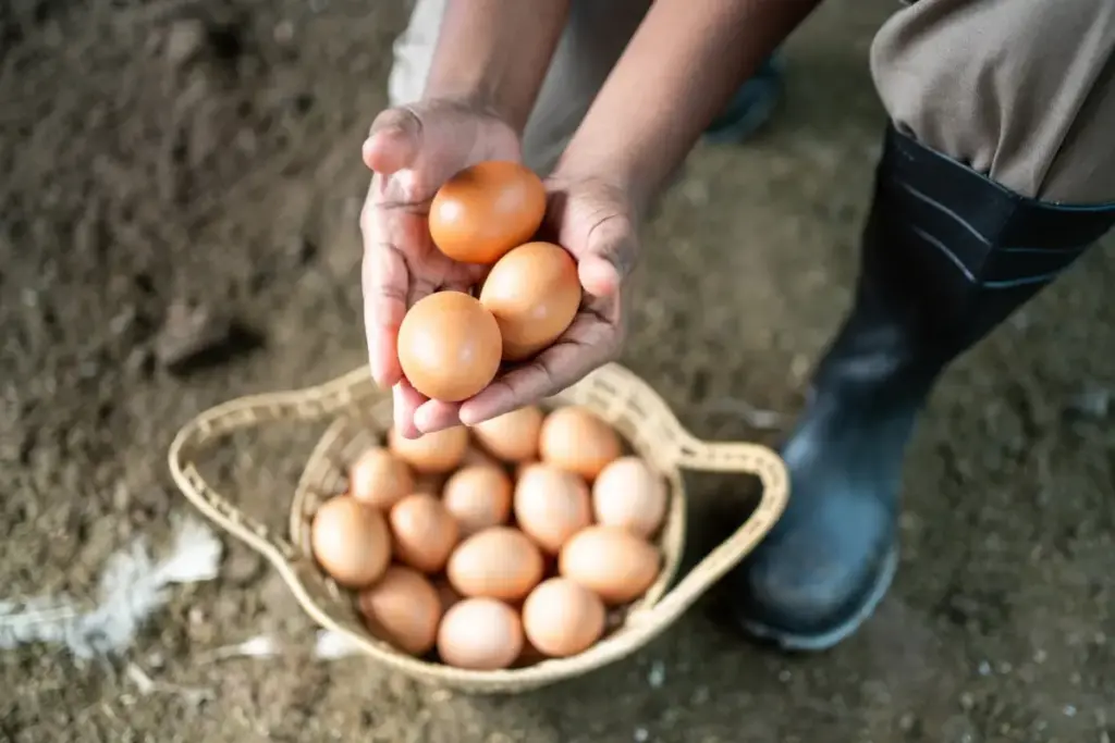Cracking the Future: How AI, Data Integration, and Shifting Demographics are Reshaping the Global Egg Industry