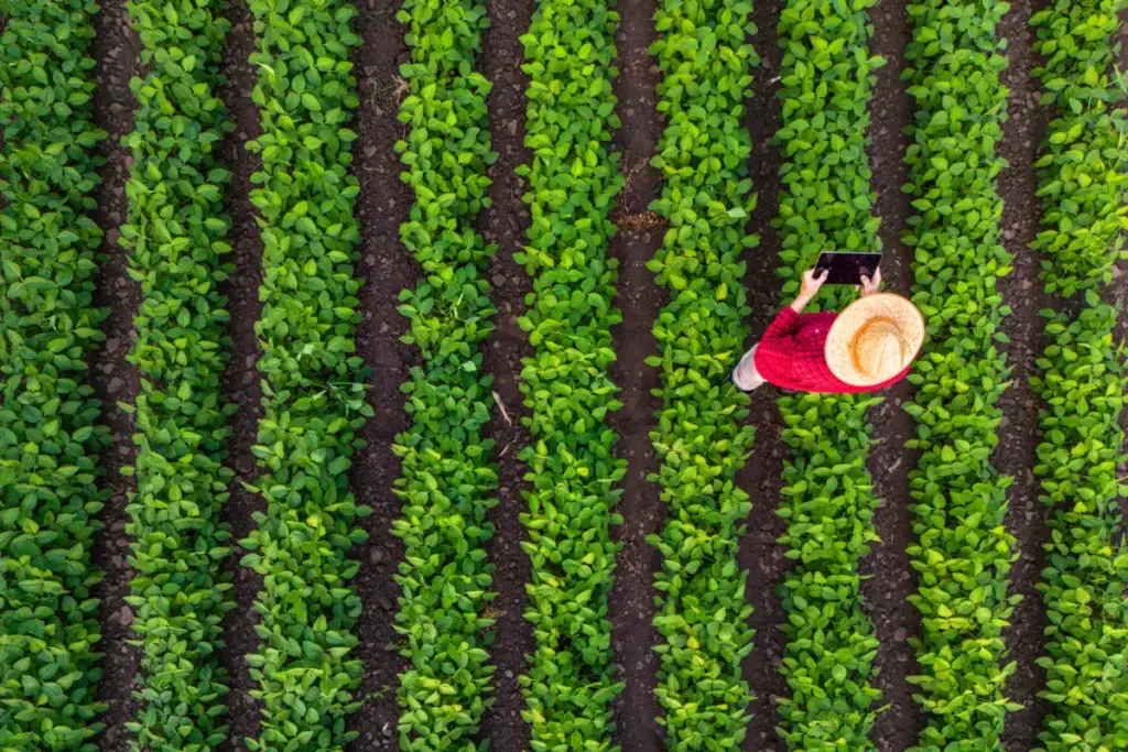 Cultivating a Breakthrough: How Precision Breeding and Gene Editing Are Poised to Bring Commercial Soybeans to British Soil