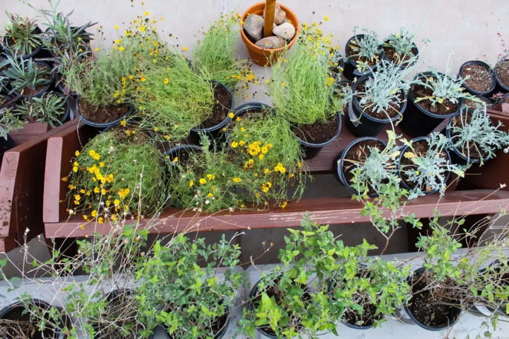 Cultivating the Desert Oasis: A Comprehensive Masterclass in Small-Space Southwestern Container Gardening