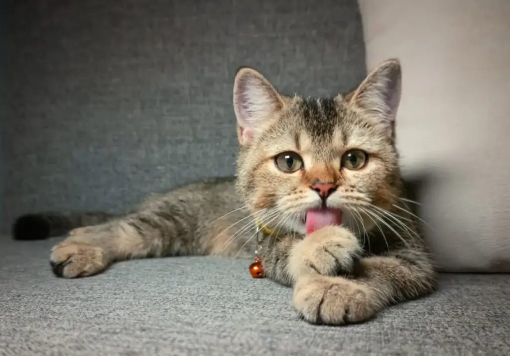 Decoding Feline Security: 14 Behavioral Indicators That Prove Your Cat Feels Safe at Home
