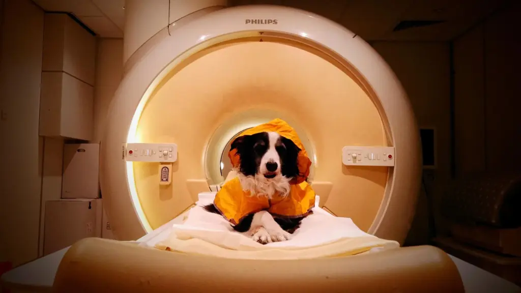 Decoding the Canine Mind: Landmark Study Reveals How Dogs Process Human Facial Expressions