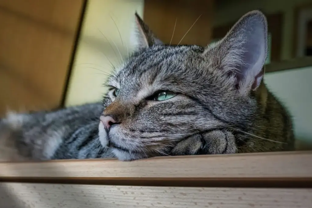 Decoding the Feline Gaze: The Science, Psychology, and Meaning Behind the Cat’s Slow Blink