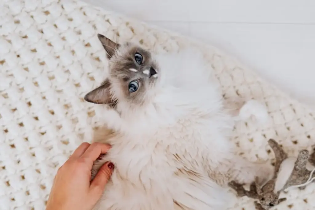 Decoding the Feline Heart: A Comprehensive Investigation Into Subtle Signs of Cat Affection and Trust