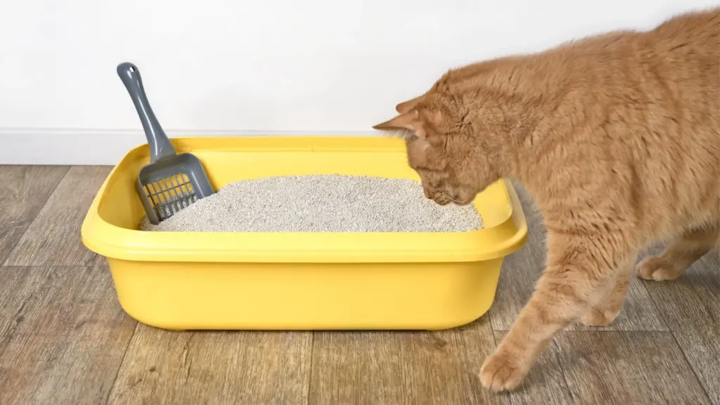 Decoding the Feline Signature: International Researchers Solve a Century-Old Kidney Mystery and Unlock the Secrets of Cat Scent Communication