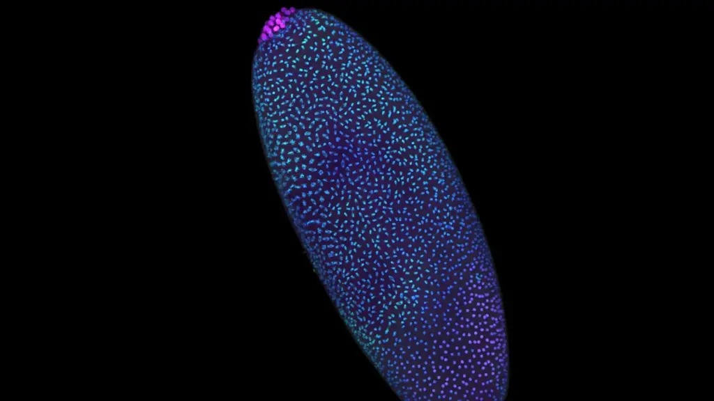 Decoding the Genesis of Life: Revolutionary 3D Mapping Reveals the Genome’s Pre-Activation Architectural Blueprint