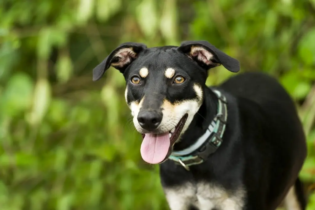 Elevating General Practice: How In-Clinic Specialist-Level Diagnostics are Transforming Veterinary Medicine
