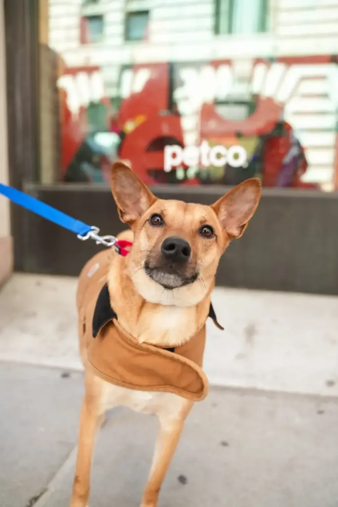 Empowering the Pack: How a $5,000 Petco Love Grant is Fueling Muddy Paws Rescue’s Mission to Save 1,000 NYC Dogs in 2025