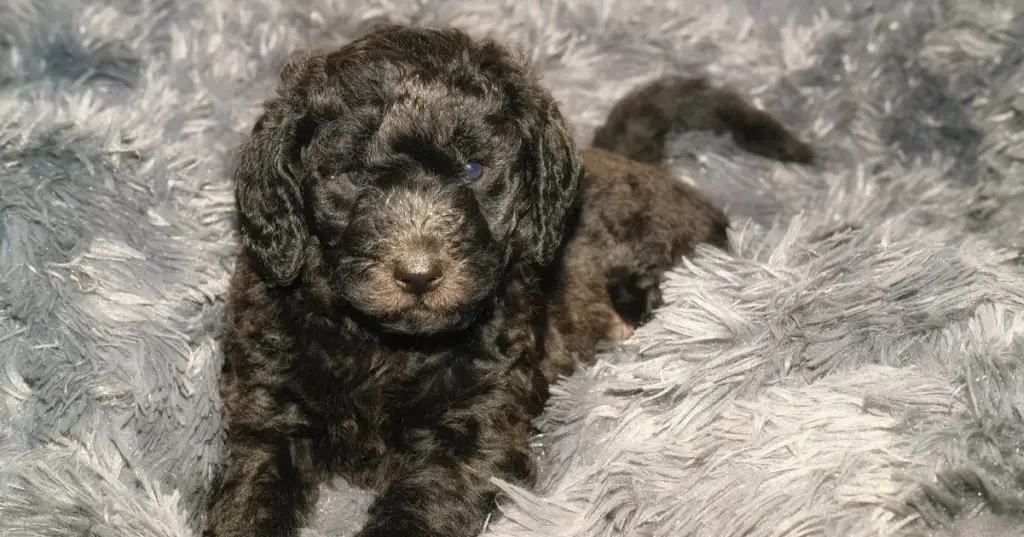Ergonomic Sleep Systems for the Modern Labradoodle: A Clinical and Structural Evaluation of Premium Canine Bedding