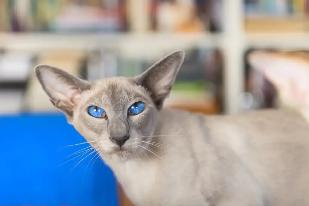 Executive Overview: The Architecture of Feline Inquisitiveness