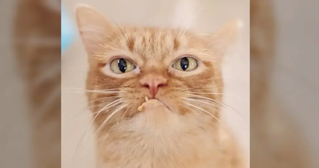 Executive Overview: The Case of Reese — How a Feline "Middle Manager" Conquered the Internet and Found His Forever Home