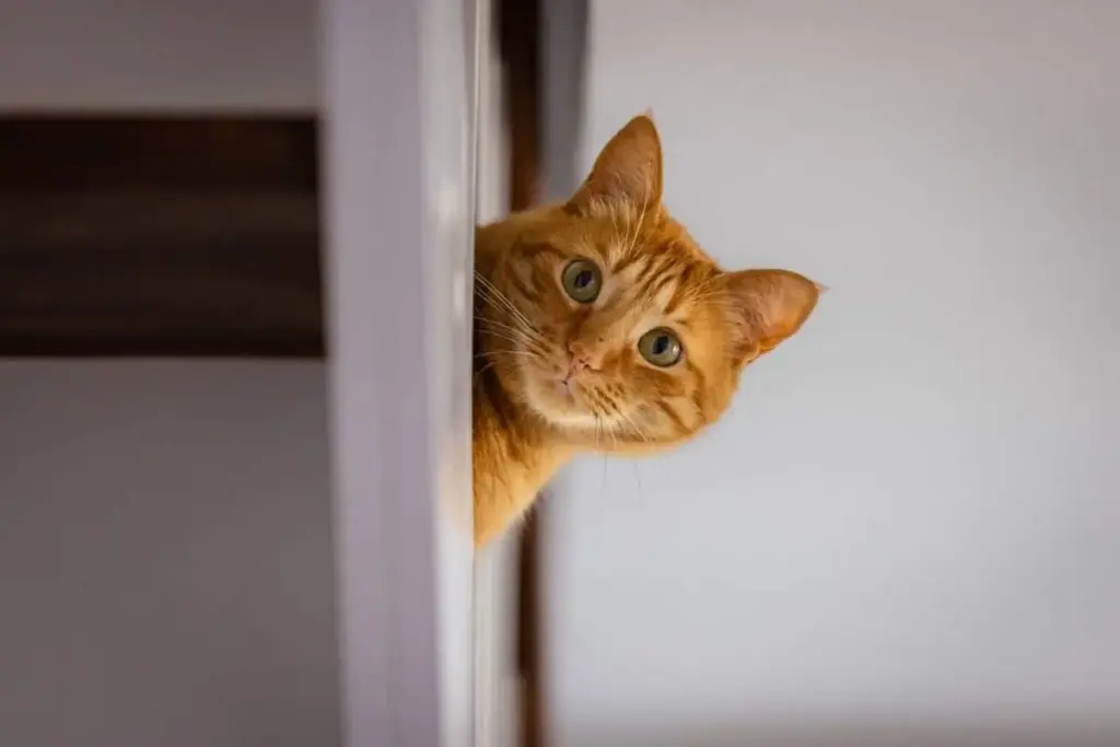 Feline Affinities Explored: Why Cats Gravitate Toward Women—And How Men Can Win Them Over