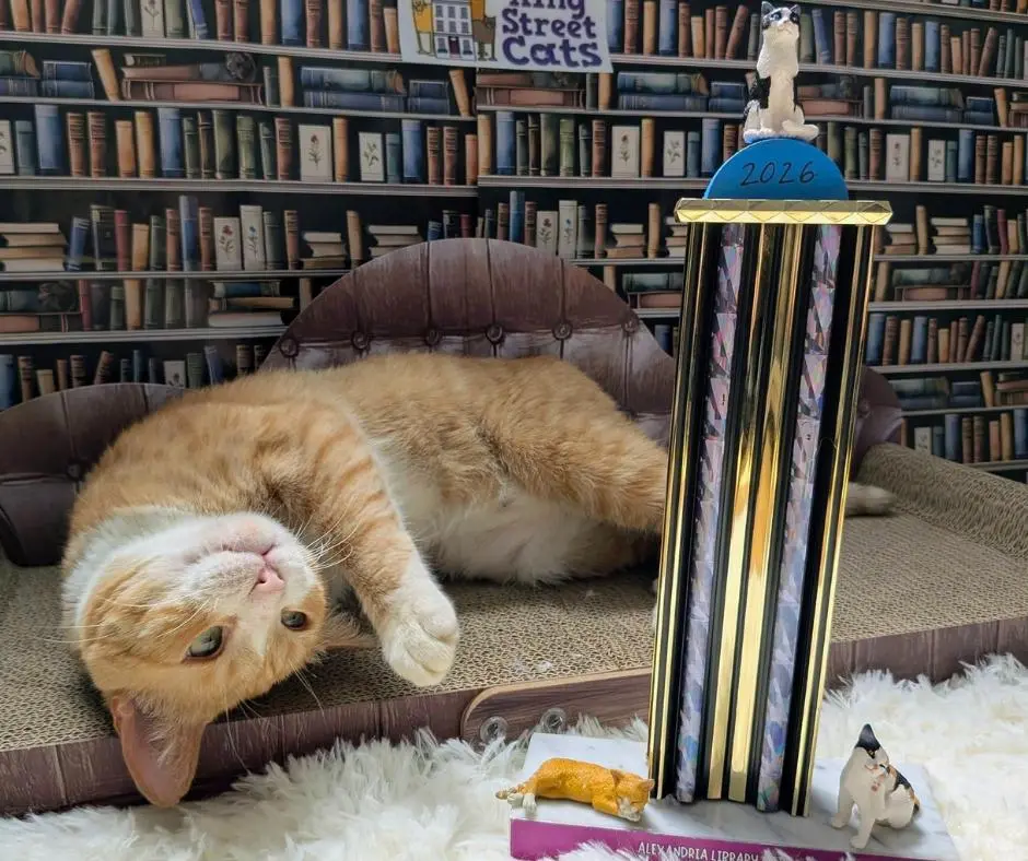Feline Fame and the Quest for Family: How Chance the Shelter Cat Conquered Alexandria’s Library and Captured a Community’s Heart