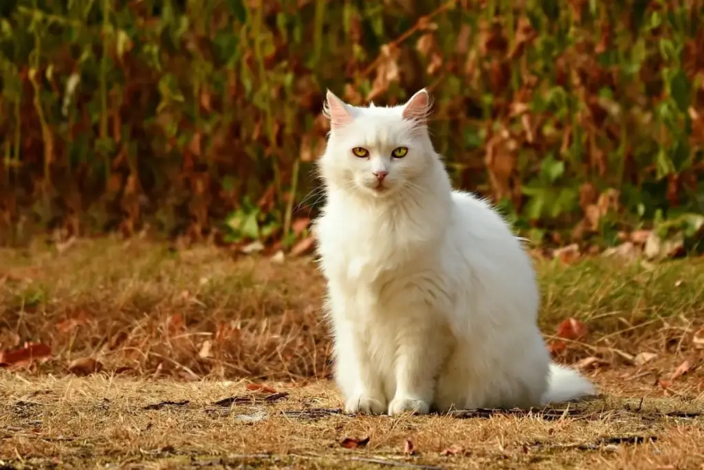 Feline Wellness in Transition: The Ultimate 2026 Guide to Autumn Cat Care, Enrichment, and Seasonal Living