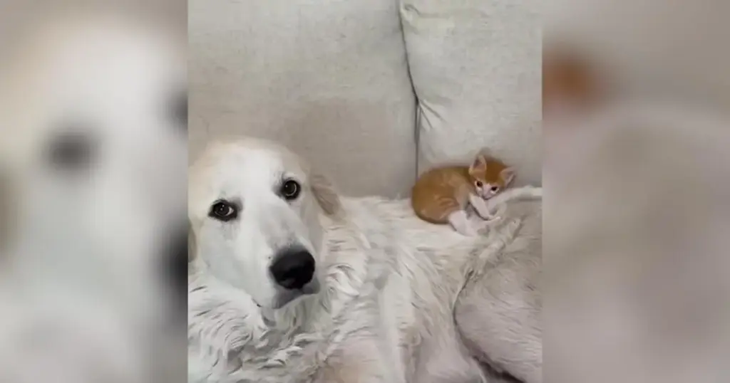 Finding Courage in the Shadow of a Gentle Giant: The Remarkable Bond Between WeeWoo the Kitten and Lily the Great Pyrenees
