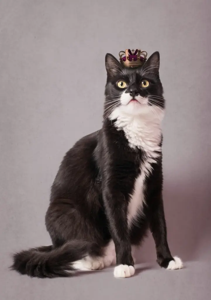 Finding the Perfect Moniker: An Authoritative Guide and Comprehensive Directory to Over 500 Muslim and Arabic Cat Names