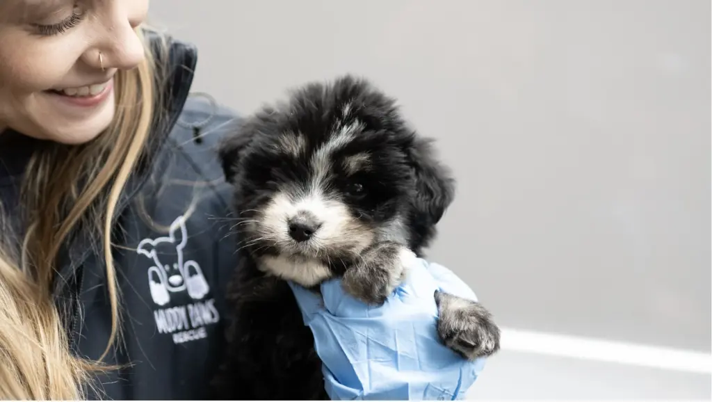 Finding Your Forever Friend: A Comprehensive Journalistic Investigation into New York State’s Dog Rescue Ecosystem
