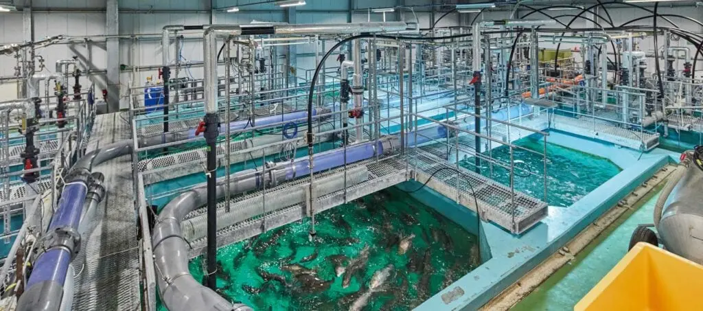 From Proof of Concept to Profitability: The High-Stakes Future of Recirculating Aquaculture Systems (RAS)