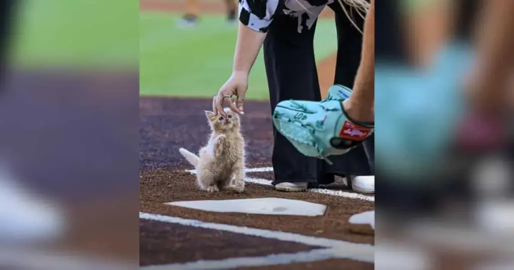 From Rescue to Roster: How ChipPurr Jones Stole the Show at Gwinnett Field