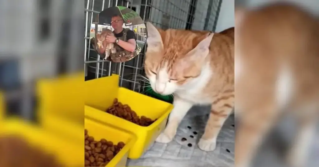 From the Sands of Baghdad to Wisconsin: How a Stray Cat Bridged the Distance of War and Found His Forever Home